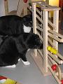 Spike & Zoey 3 november 2008 (5)